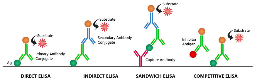 ELISA