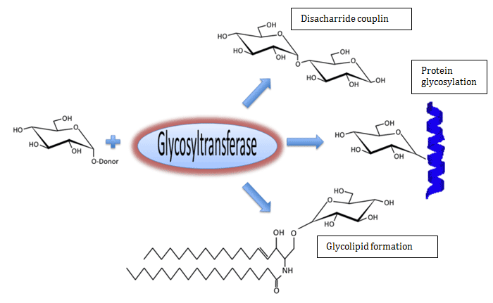 Glycosyltransferase