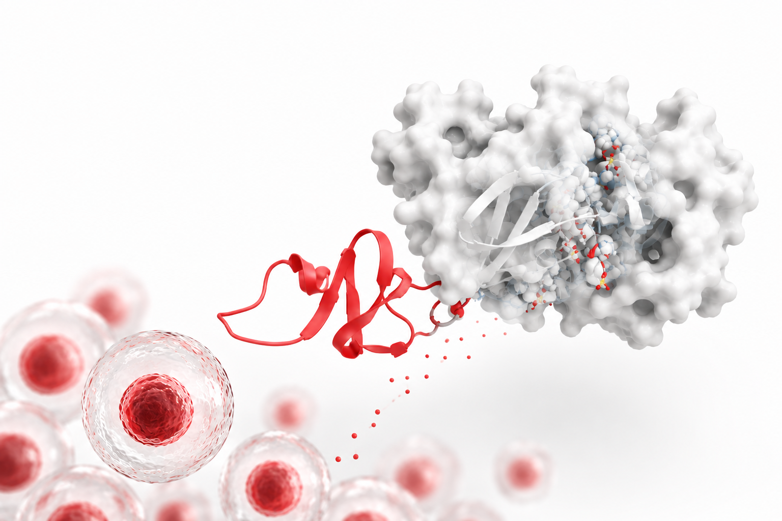 Activin A: A Small Protein with a Big Role in Stem Cell Research
