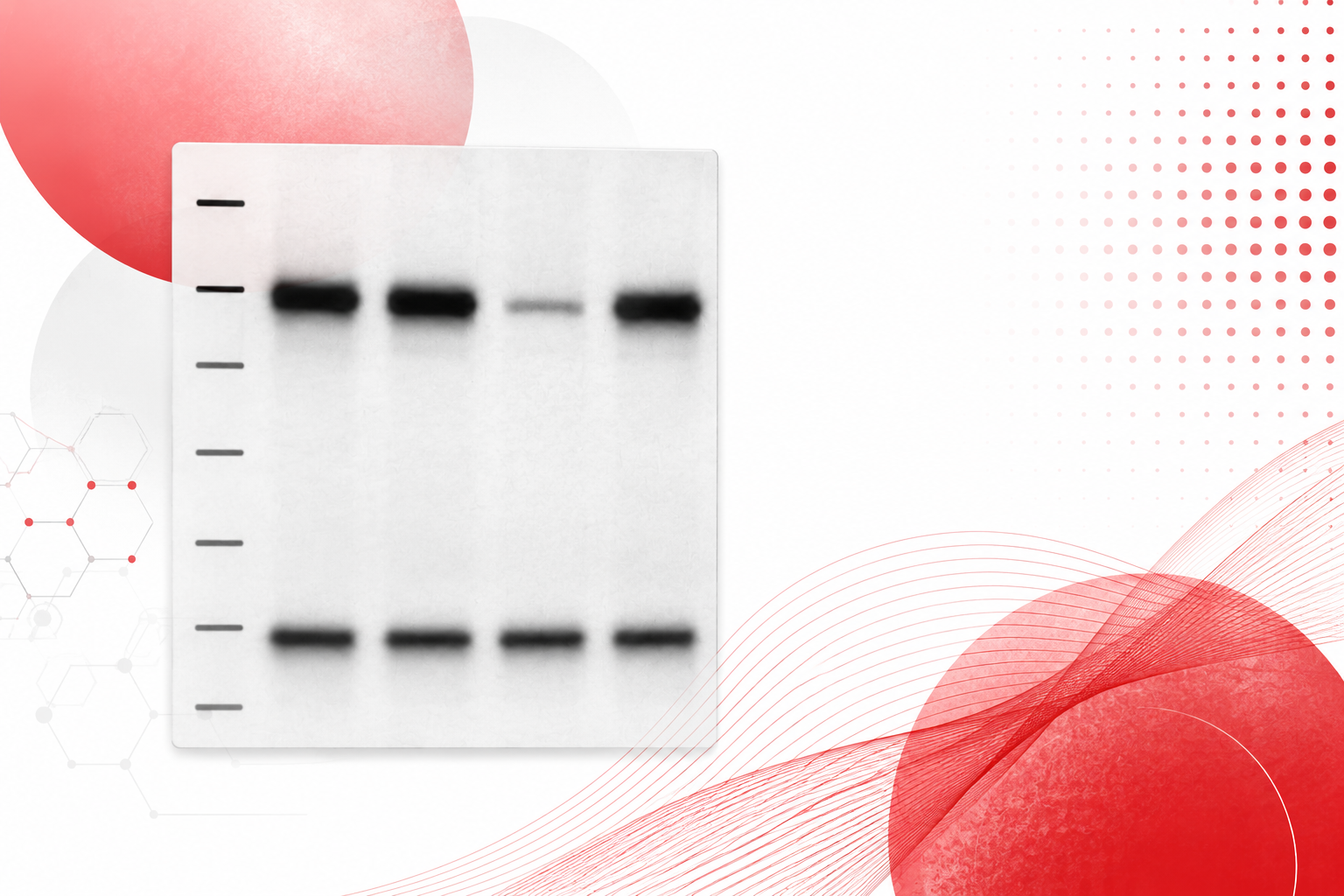 Automated Western Blot Case Studies from SBH