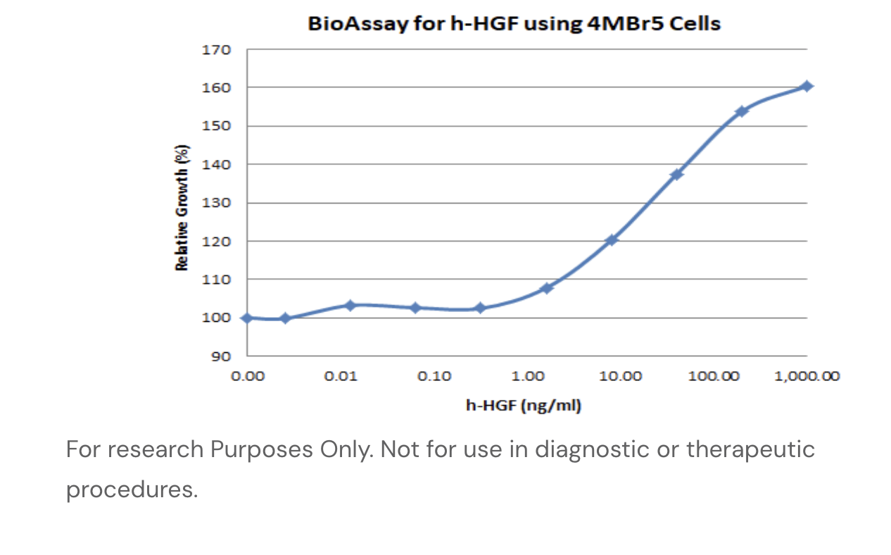 Human HGF Recombinant Protein