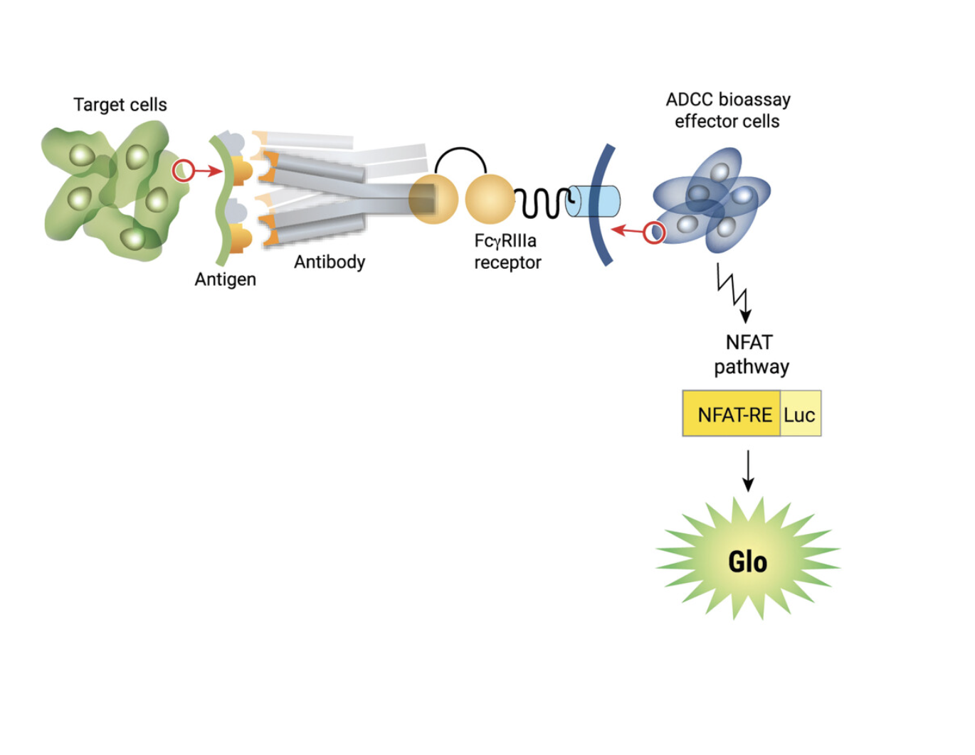 Screenshot 2026-01-28 at 5.20.30 PM